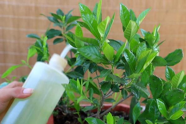 盆栽栀子花怎么过冬