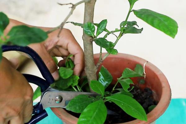 盆栽栀子花怎么修剪