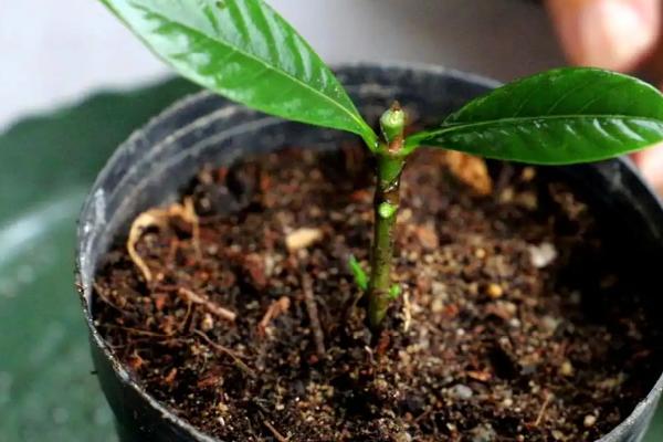 盆栽栀子花的养殖方法