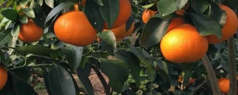 甘平柑橘介绍