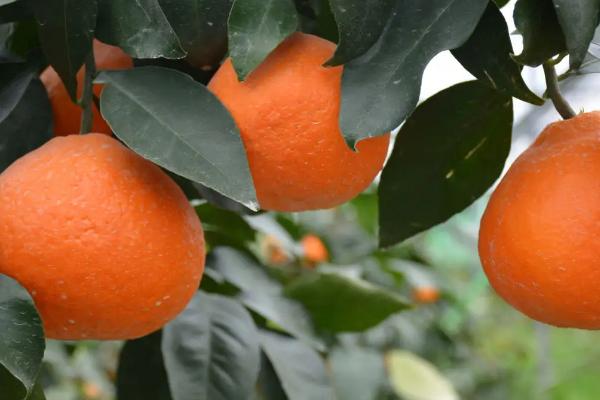 甘平柑橘介绍