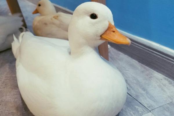 为什么柯尔鸭那么贵