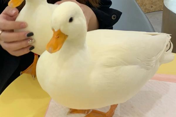 为什么柯尔鸭那么贵