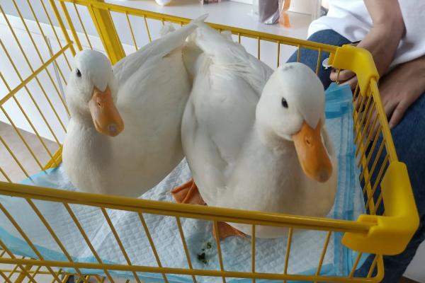 为什么柯尔鸭那么贵