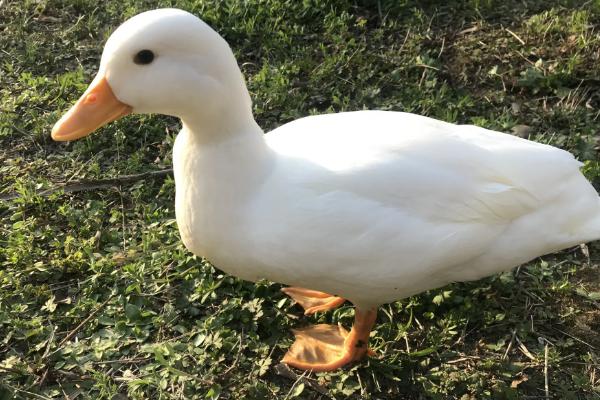 为什么柯尔鸭那么贵