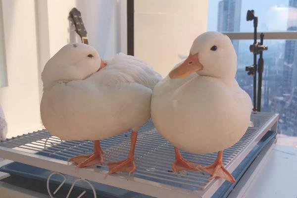 为什么柯尔鸭那么贵