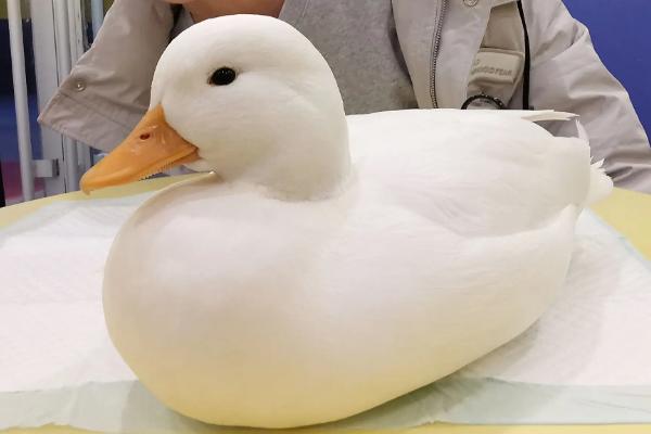 为什么柯尔鸭那么贵