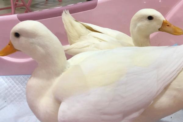 为什么柯尔鸭那么贵