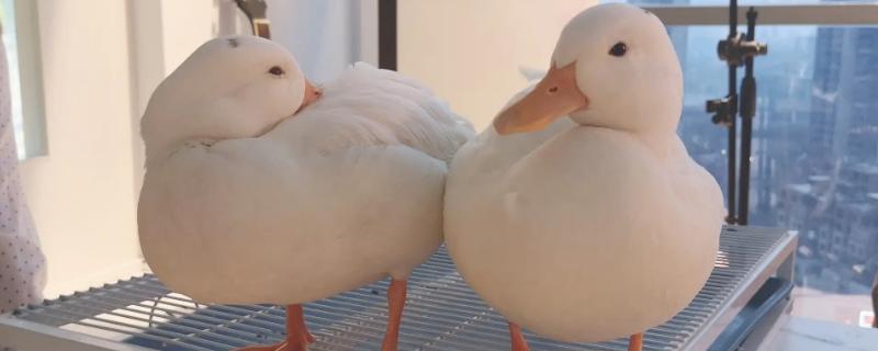 柯尔鸭和普通的鸭子有什么区别