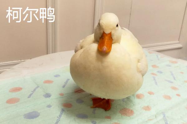 柯尔鸭和普通的鸭子有什么区别