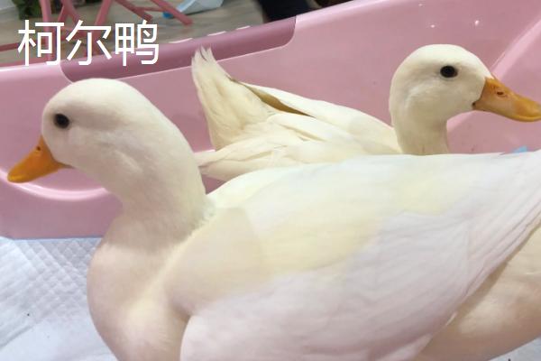 柯尔鸭和普通的鸭子有什么区别