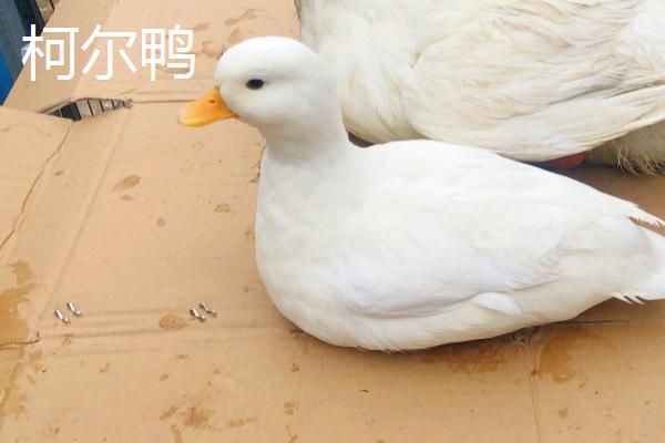 柯尔鸭和普通的鸭子有什么区别