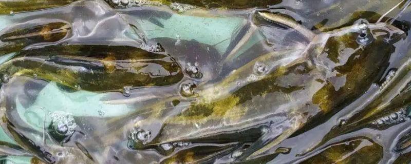 黄骨鱼能长多大