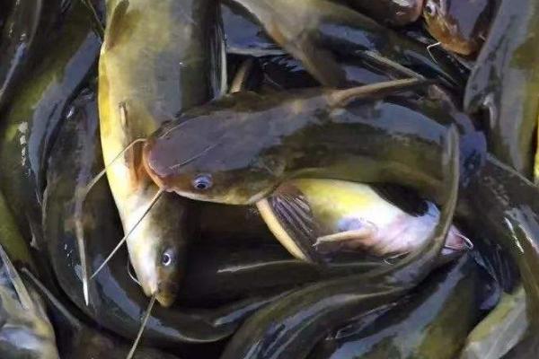 黄骨鱼能长多大