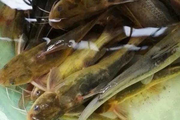 黄骨鱼能长多大