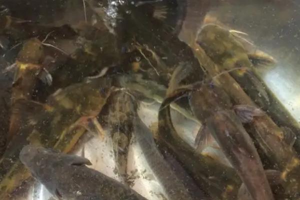 黄骨鱼能长多大