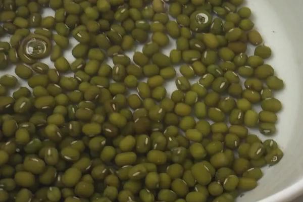 绿豆芽怎么生粗壮又白