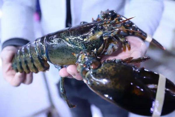 龙虾的生长周期