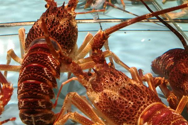 龙虾的生长周期