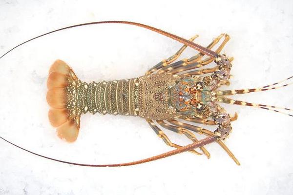 龙虾的生长周期