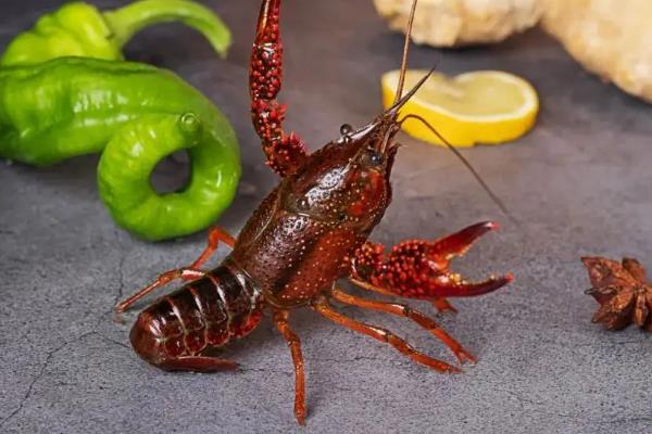 小龙虾特点