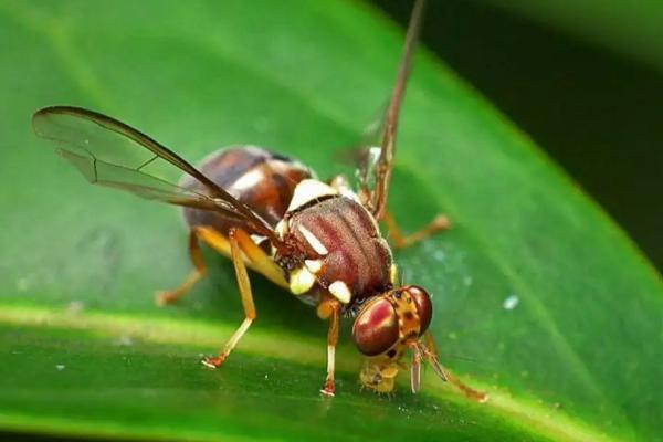 柑橘果实蝇在什么时候预防