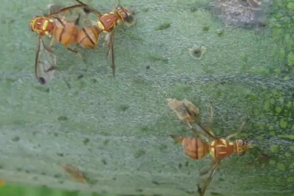 柑橘果实蝇在什么时候预防