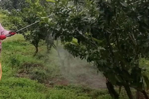柑桔黄龙病防治方法