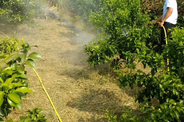 柑桔黄龙病防治方法