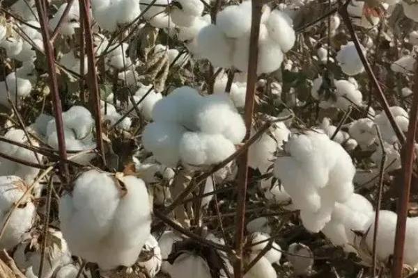 新疆棉花特点