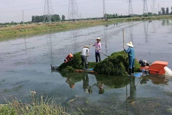 龙虾池塘怎么建