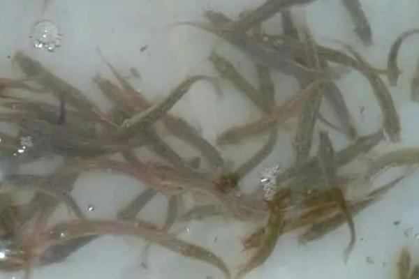 泥鳅钓翘嘴鱼的技巧