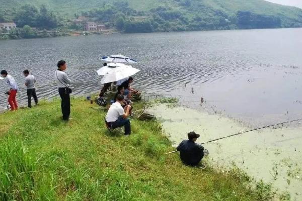 泥鳅钓翘嘴鱼的技巧