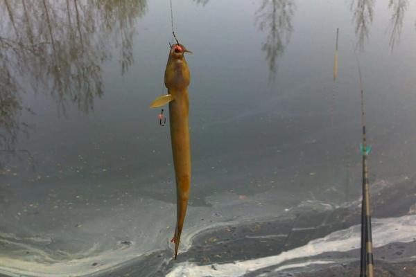 泥鳅钓翘嘴鱼的技巧