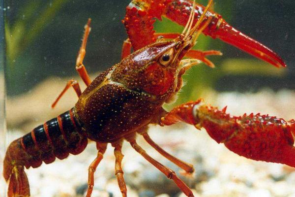 小龙虾的寿命