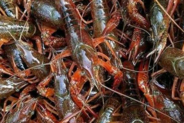 一斤小龙虾大概有多少只