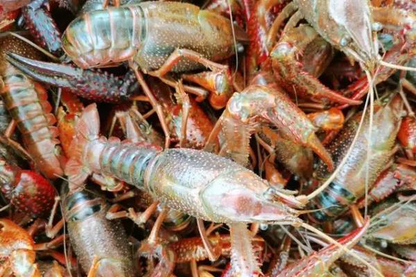 一斤小龙虾大概有多少只