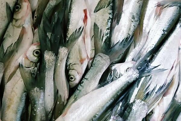 夜钓翘嘴鱼钓法技巧和用饵技巧