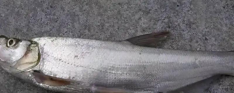 冬钓翘嘴用什么饵料