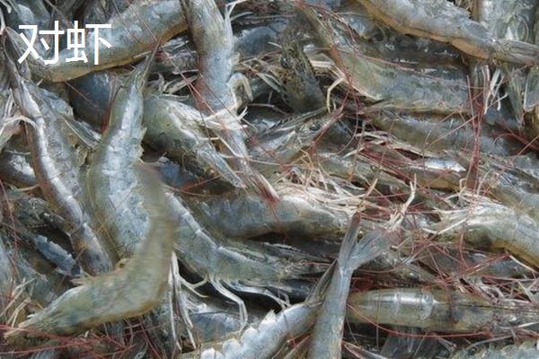 青虾和对虾的区别