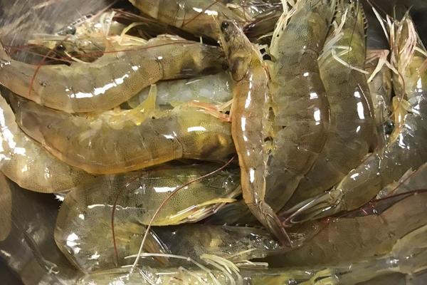 青虾和对虾的区别