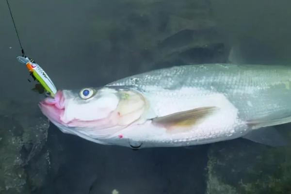 冬钓翘嘴用什么饵料