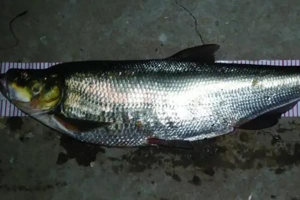 冬钓翘嘴用什么饵料