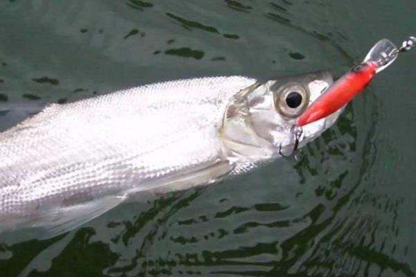 冬钓翘嘴用什么饵料