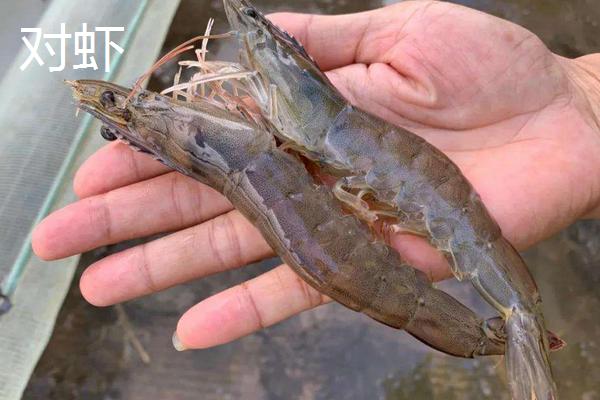 明虾和对虾什么区别