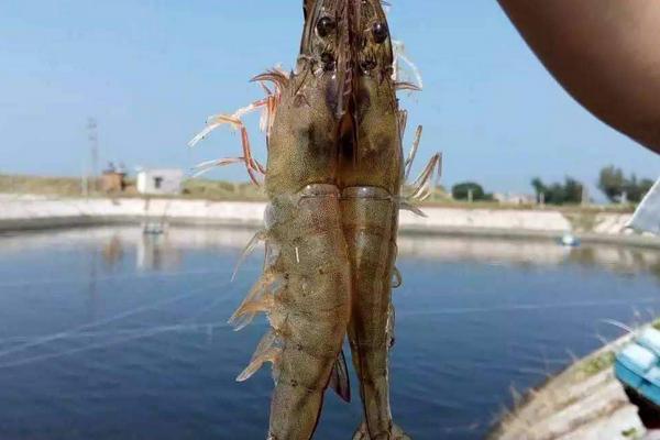 明虾和对虾什么区别