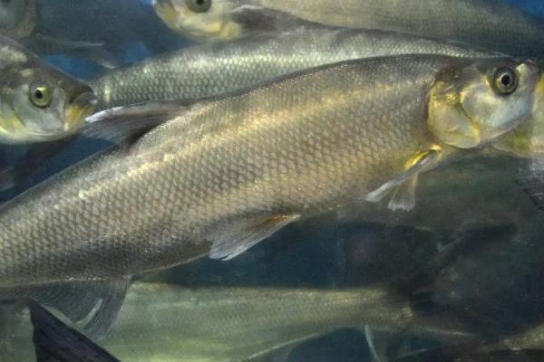 冬天钓翘嘴好钓吗