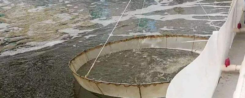 对虾养殖温度和盐度