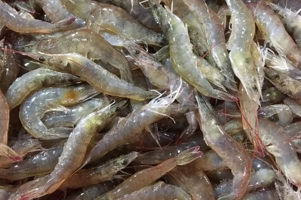 什么是对虾