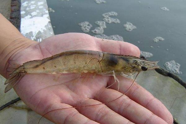 对虾养殖温度和盐度